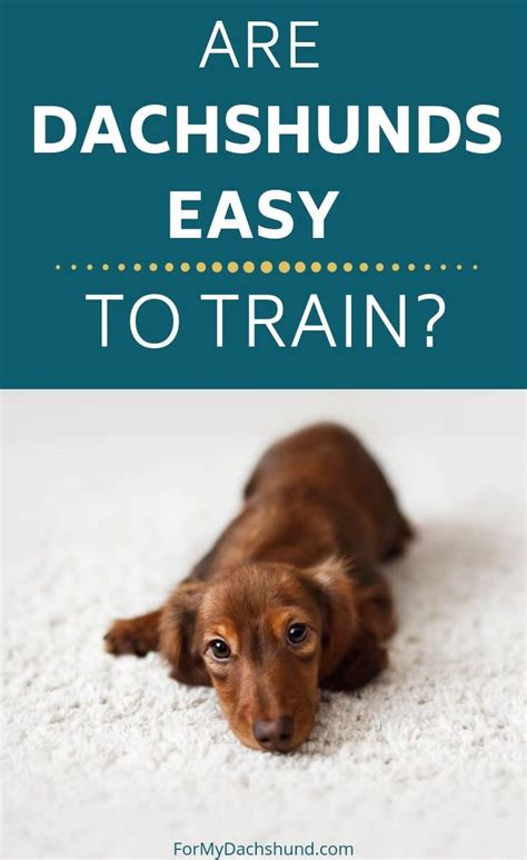 Trying to train your Dachshund? This article discusses tips for training them and why it seems ...