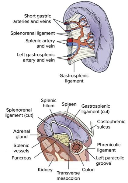 Splenic Injury in Colonoscopy