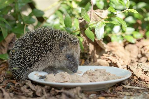 Do Hedgehogs Eat Cat Or Dog Food