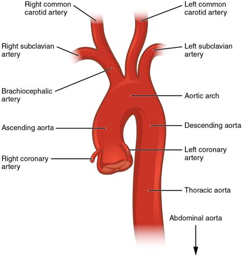 Unit 2: The Cardiovascular System – Douglas College Human Anatomy ...