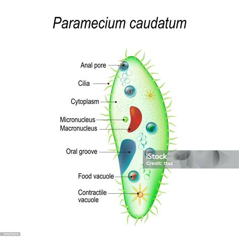 Structure Of A Paramecium Caudatum Stock Illustration - Download Image ...