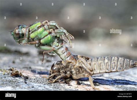 Hatching dragonfly hi-res stock photography and images - Alamy