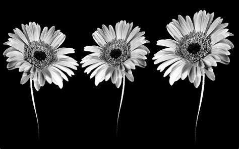 Black and White Flower Wallpaper (56+ images)