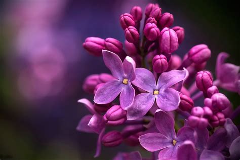 Download Blur Blossom Macro Nature Lilac HD Wallpaper by Alexander Razgulyaev