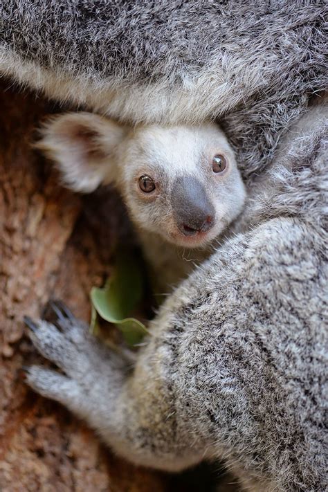 Rare white koala born at Australian zoo, World News - AsiaOne