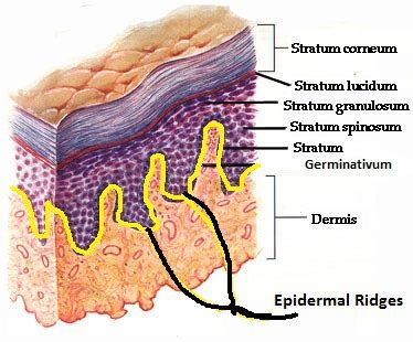 integumentary system Flashcards | Quizlet