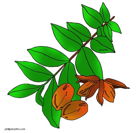 Pecan tree clipart 20 free Cliparts | Download images on Clipground 2024