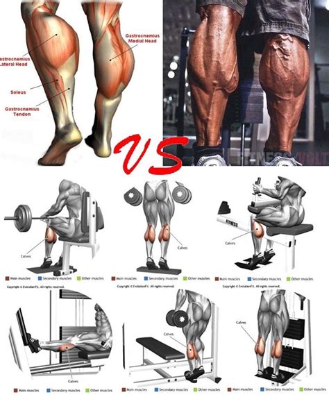 Build Strong and Big Calves with this workout and the most powerful ...