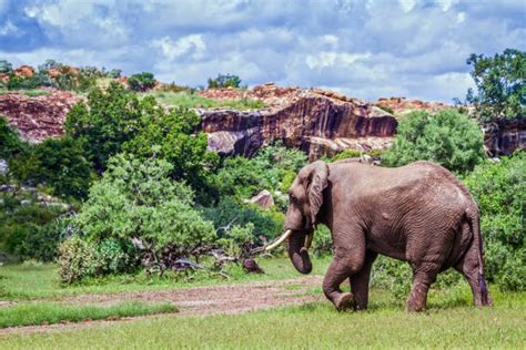 Mapungubwe National Park Stock Photos, Pictures & Royalty-Free Images - iStock