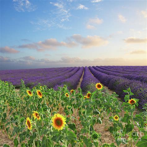 Lavender and Sunflower Flowers Field Photograph by Anastasy Yarmolovich ...