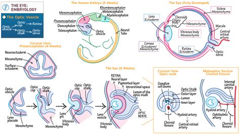 Embryology Anatomy