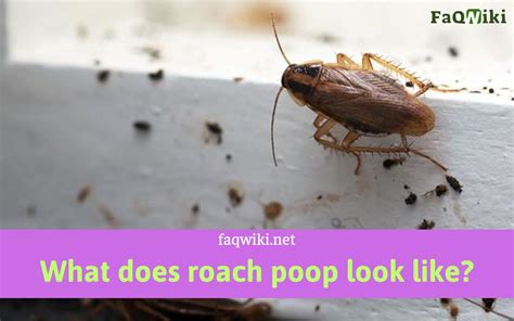 what does roach poop look like? - At free faqwiki.net