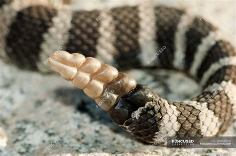 Western rattlesnake tail rattle on rocky surface, close-up — One Animal, wild animal - Stock ...