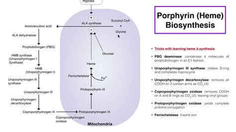 Porphyrins | Heme b Biosynthesis and its Regulation - YouTube