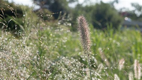 Our Guide to the Best Grasses for Midwest Landscaping | Mulhall's