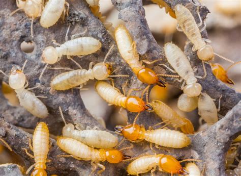 Scientists Discover Female Termites Who Don't Need Males to Reproduce - Newsweek