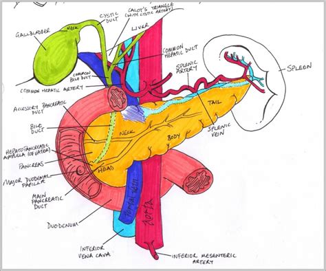 Pancreas Anatomy Image | Anatomy System - Human Body Anatomy diagram ...