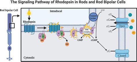 Frontiers | Rhodopsin: A Potential Biomarker for Neurodegenerative Diseases