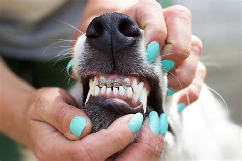 Dog Braces for Teeth: What You Need to Know | Dog braces, Dog teeth, Teeth braces