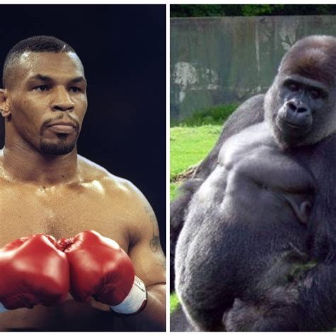 Angry Silverback Gorilla Fighting