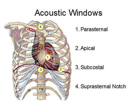 Echocardiography Tutorial - What is Echocardiography?