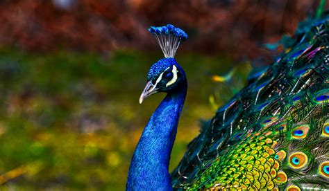 Rare Peacock Colors - The Hip Chick