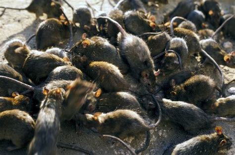 Black Death plague 'caused by cute gerbils' not rats according to new research - Irish Mirror Online