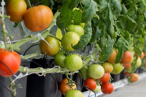 UF, NC State researchers using tomato genome to tackle nematodes ...