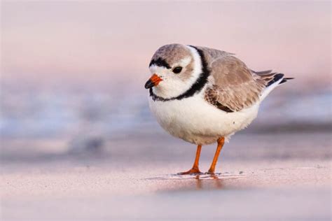 Piping Plover