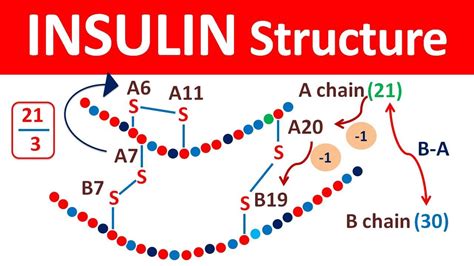 Insulin structure and release in easy way - YouTube