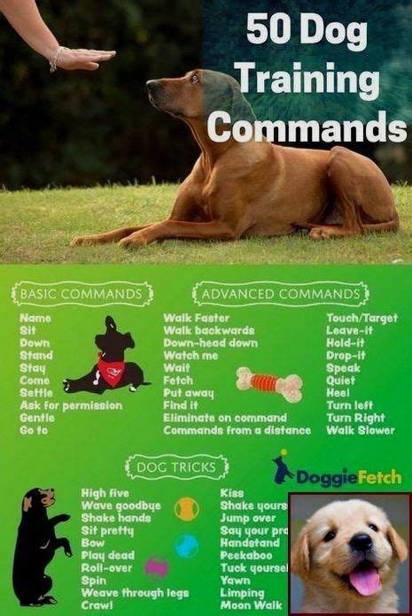 Potty Training Puppy Victoria and Clicker Training Dogs Tricks. | Dog clicker training, Dog ...