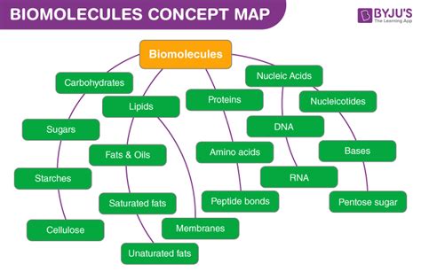 Concept Map Of Macromolecules - Dorrie Katharina