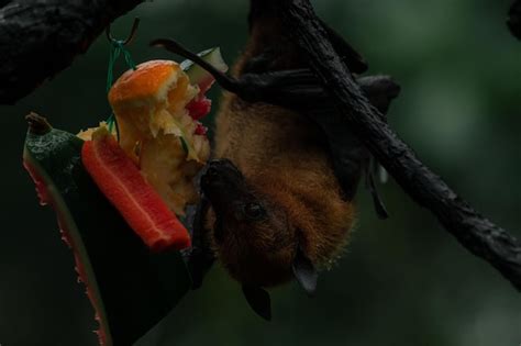 Morcego frugívoro megachiroptera comendo uma laranja pendurada de cabeça para baixo em uma ...