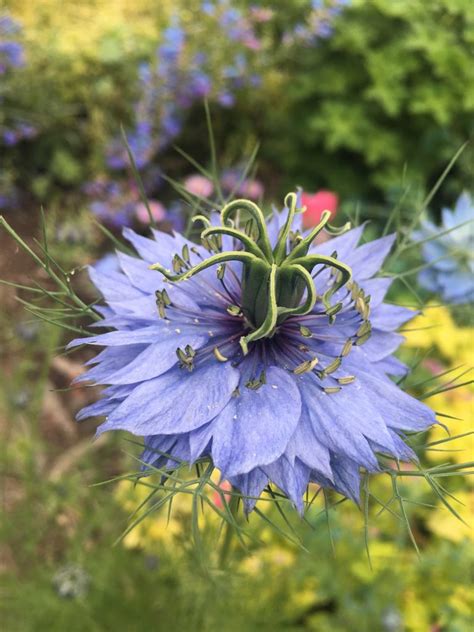 Nigella sativa - Xera Plants