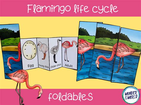 Life cycle of a flamingo foldable | Teaching Resources