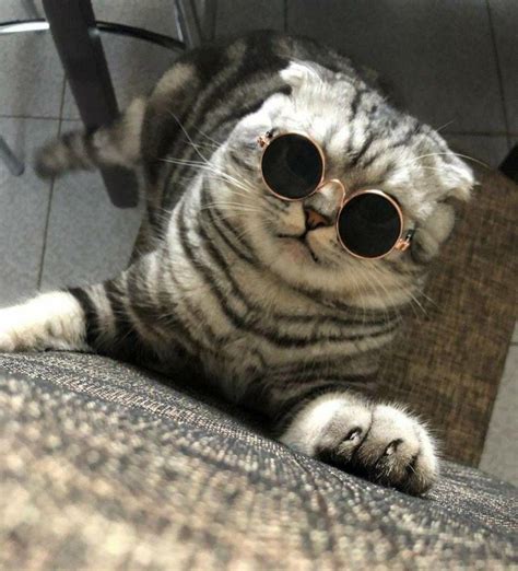 Cat wearing sunglasses Memes - Imgflip