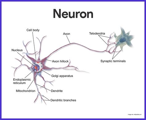 Anatomy Of A Neuron Worksheet