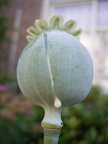 Opium - Wikipedia