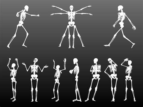 Human Skeletons Set Vector Art & Graphics | freevector.com