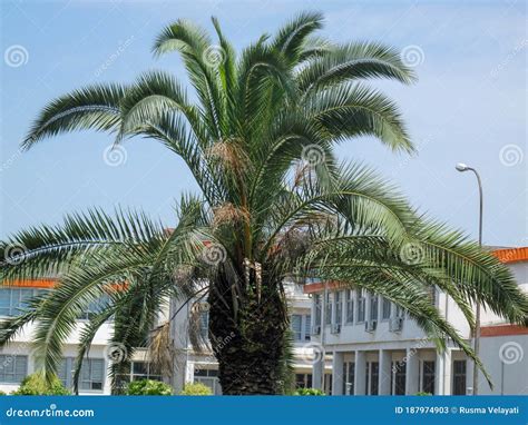 Close Up of a Palm Tree in Guilan University Yard in Gilan, Iran Stock ...