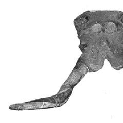 Comparison between adult skull of Stegomastodon (left) and Cuvieronius ...