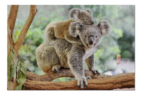 Koala Bear & Baby on Back in Tree 9007729 (20x30 Premium 1000 Piece ...