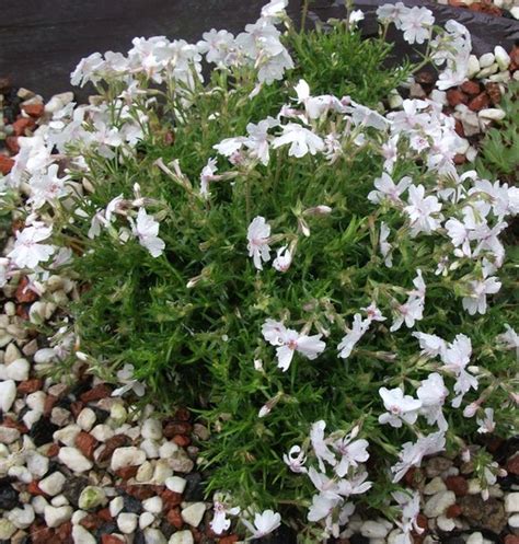 Phlox Subulatas Creeping Phlox, (Moss Phlox, Mountain Phlox) ground cover : Grows on You