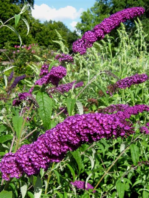 Buddleia davidii Royal Purple in 75mm Supergro Tube – Trigg Plants