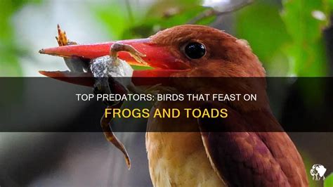 Top Predators: Birds That Feast On Frogs And Toads | PetShun