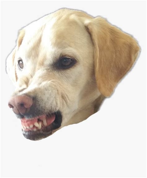 Transparent Angry Dog Png, Png Download , Transparent Png Image - PNGitem