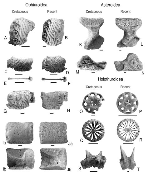 New fossils suggest ancient origins of modern-day deep-sea animals