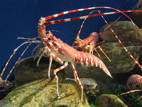 10+ Different Types of Lobster with Pictures | Gate Information | Lobster, Lobster tails, Rock ...