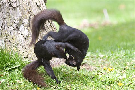 Ann Brokelman Photography: Two Squirrels fighting or playing May 9 2010