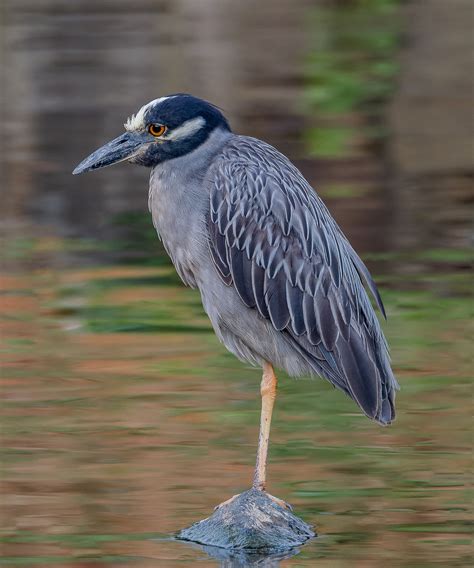 Maryland Biodiversity Project - Yellow-crowned Night-Heron (Nyctanassa ...